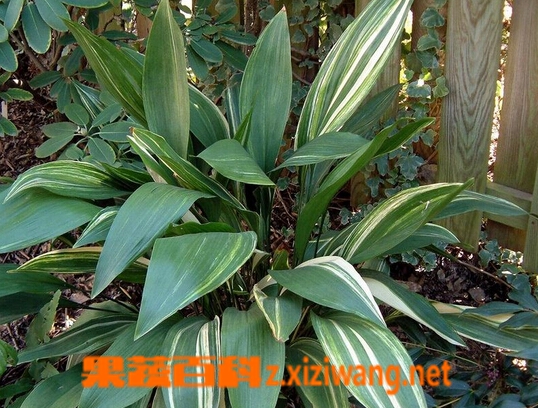 果蔬百科一叶兰的养殖方法与注意事项