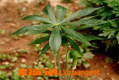 果蔬百科天南星图片_天南星的功效与作用
