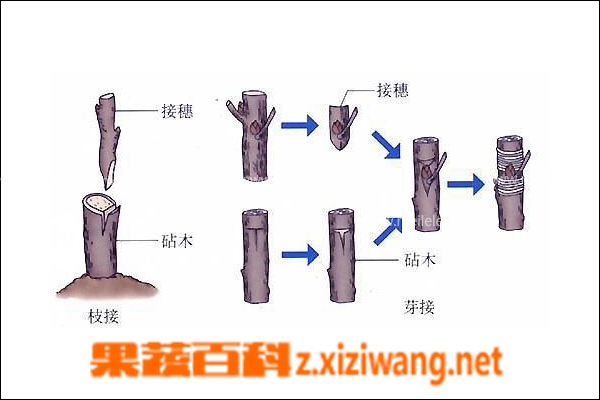 果蔬百科枣树嫁接方法介绍