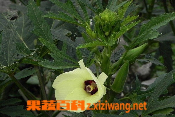 果蔬百科黄秋葵的营养价值