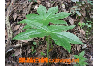 八角莲的功效与作用