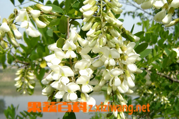 果蔬百科槐花的营养价值是与食用方法