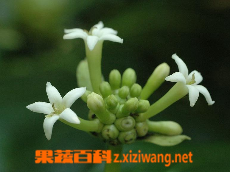 果蔬百科桂枝图片 桂枝的功效与作用