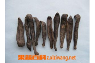 水蛭图片 水蛭的功效与作用