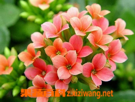 果蔬百科羽叶长寿花的养殖方法详解