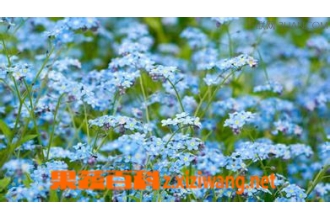 勿忘我花养殖方法大全