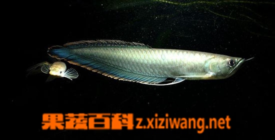 果蔬百科黑龙鱼怎么养