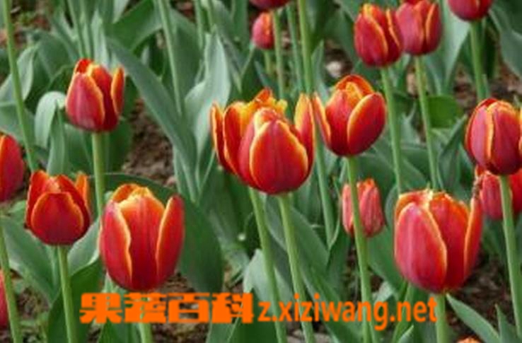果蔬百科郁金香怎么养 郁金香的养殖方法介绍