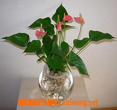 果蔬百科水培植物的养殖方法