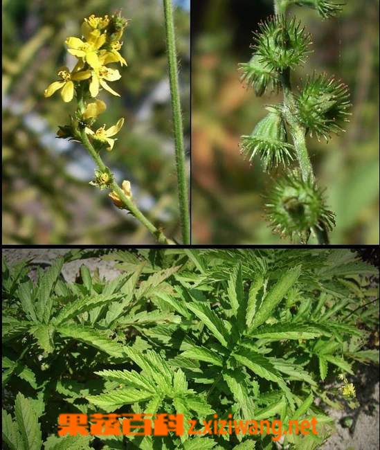 果蔬百科仙鹤草图片 仙鹤草的功效与作用