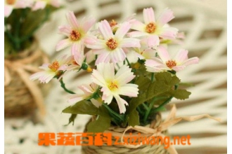 淘米水适合浇什么花 淘米水的发酵方法