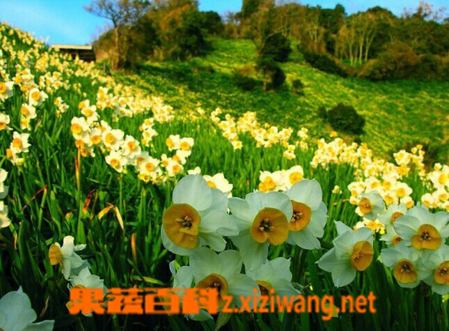 果蔬百科水仙花的养殖方法和注意事项