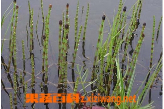 木贼图片 中药木贼的功效与作用