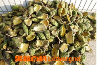 瓜萎皮图片 瓜萎皮的功效与作用