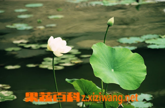 果蔬百科荷叶泡水喝的功效与作用