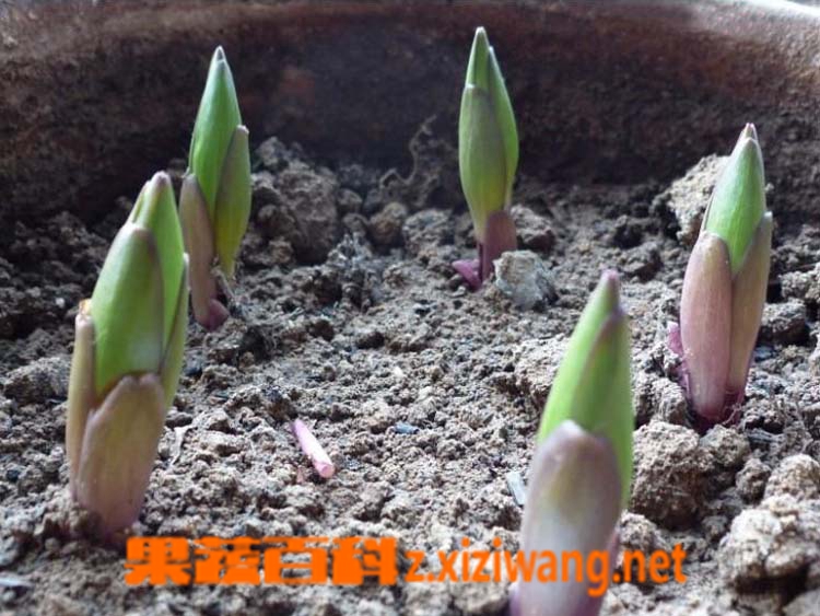 果蔬百科盆栽百合花怎么养?