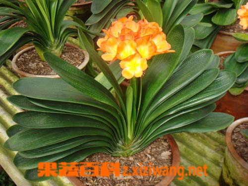 果蔬百科君子兰烂根怎么办