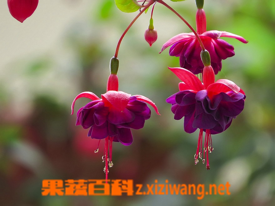果蔬百科倒挂金钟的养殖方法全解