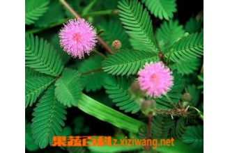 含羞草的养殖方法 含羞草的花语