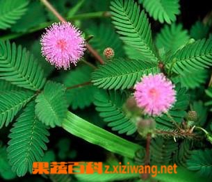 果蔬百科含羞草的养殖方法和花语