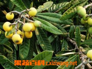 果蔬百科中药蜜中药蜜枇杷叶的作用和功效
