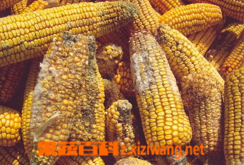 果蔬百科玉米变质什么样 玉米变质致癌是真的吗