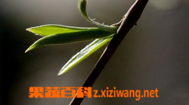 果蔬百科清明柳图片 清明柳的功效与作用