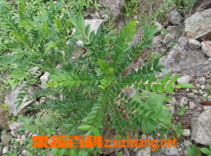 果蔬百科鹰不泊的功效与作用