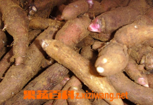 果蔬百科草乌的功效与作用