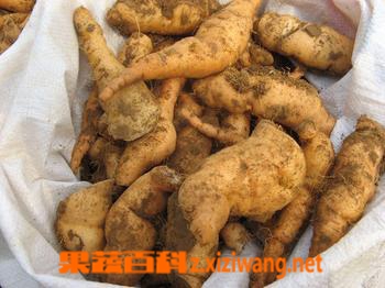 果蔬百科地黄的功效与作用