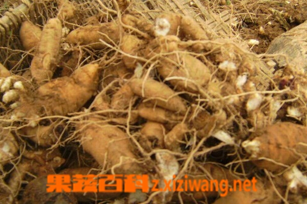 果蔬百科玄参的功效与作用