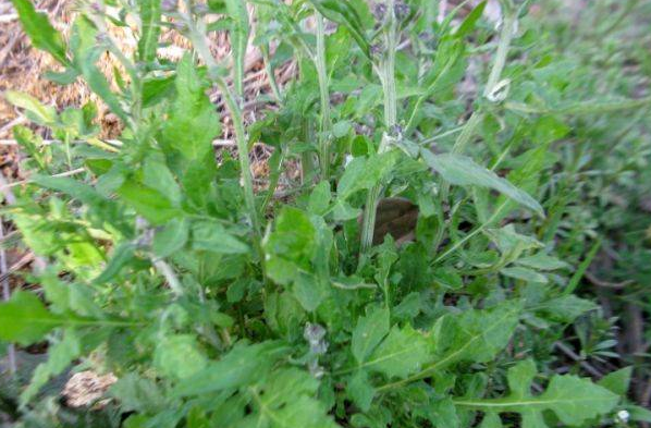 果蔬百科泥胡菜的食用方法