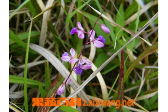 远志草图片 中药远志草的功效与作用