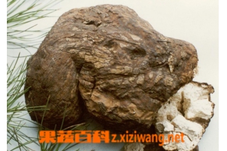 茯神根图片 中药茯神根的功效与作用