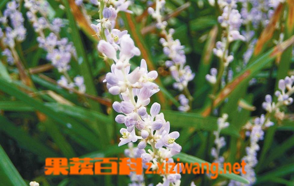 果蔬百科寸冬图片 寸冬的功效与作用