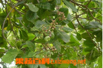 干漆图片 中药干漆的功效与作用