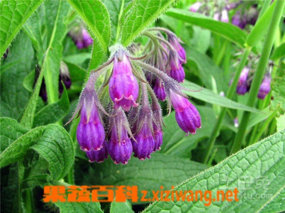 果蔬百科紫草图片 紫草的功效与作用