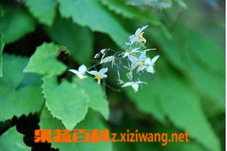 淫羊藿图片 中药淫羊藿的功效与作用
