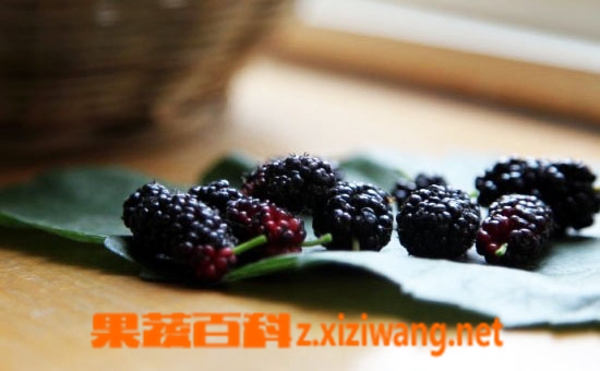 果蔬百科桑葚的作用有哪些 吃桑葚有什么好处
