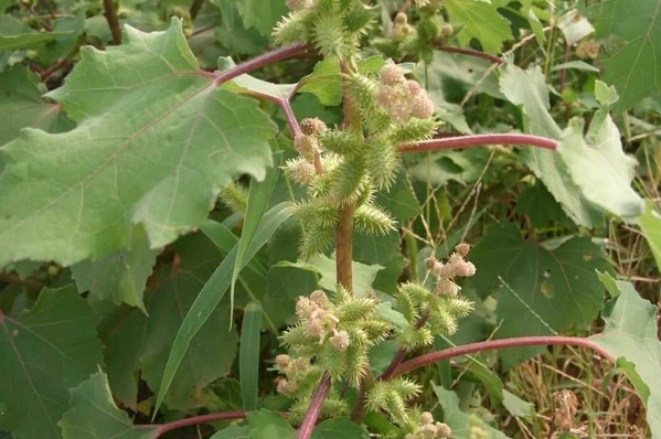 果蔬百科哪些野菜不能吃