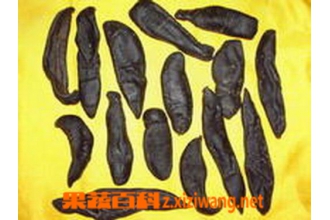 水蛭图片 水蛭的食用方法和食用禁忌