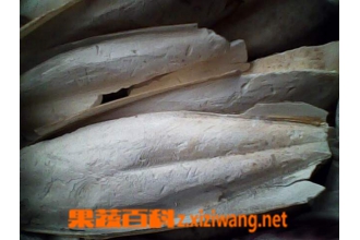 海螵蛸图片 海螵蛸的功效与作用
