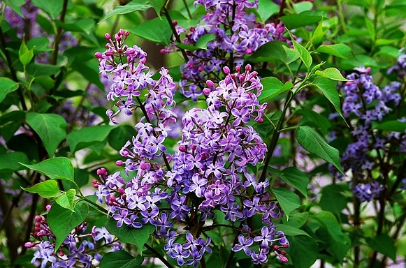 果蔬百科丁香花怎么养殖