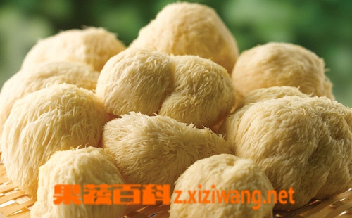果蔬百科新鲜猴头菇的做法 新鲜猴头菇怎么做好吃