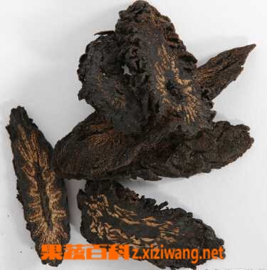 果蔬百科肉苁蓉图片_肉苁蓉的功效与作用