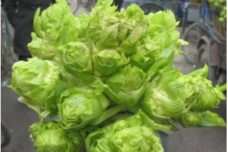 抱子芥的功效与作用 吃抱子芥的好处