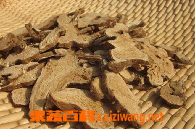果蔬百科白术图片 白术的功效与作用
