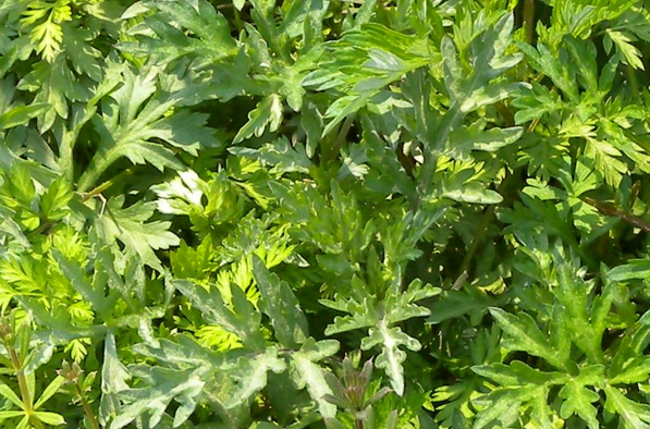 果蔬百科艾草怎么用驱蚊