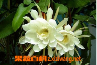 昙花盆栽养植方法和注意事项