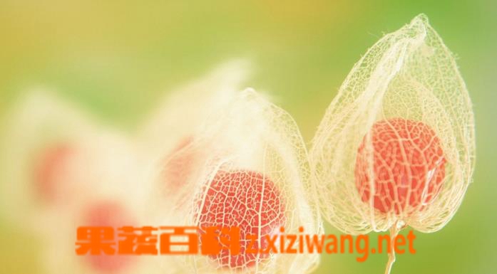果蔬百科酸浆的功效与作用